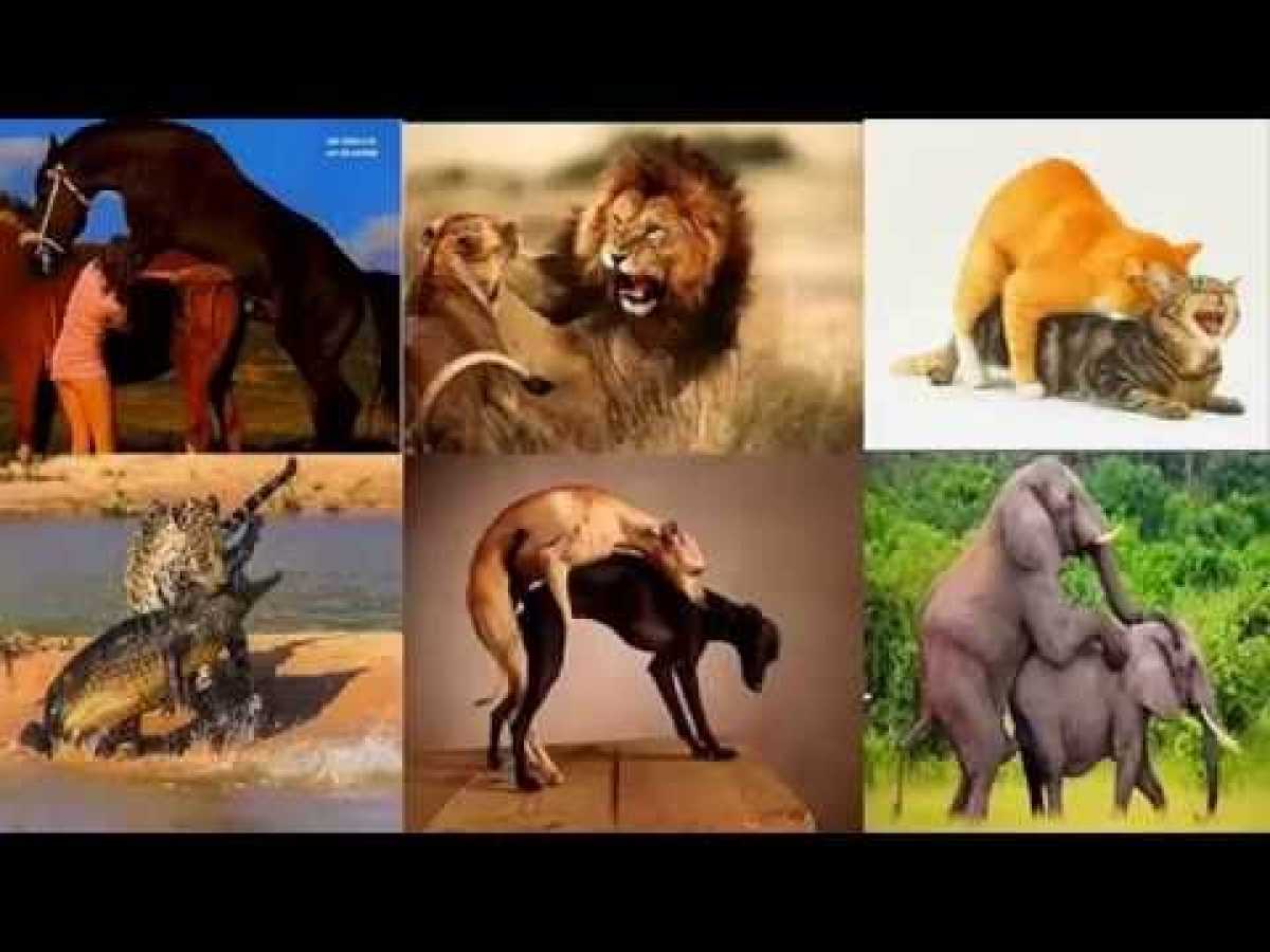 Discovery Channel Animals Animal Planet Hd Wildlife Documentary Nature Documentaries