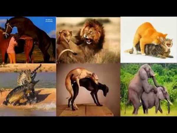 Discovery channel animals Animal planet HD Wildlife documentaryNature documentaries