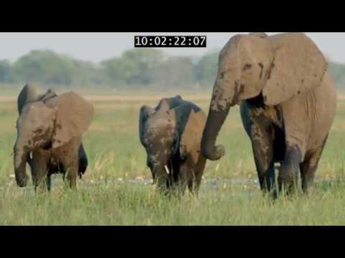 Elephant: King Of The Kalahari
