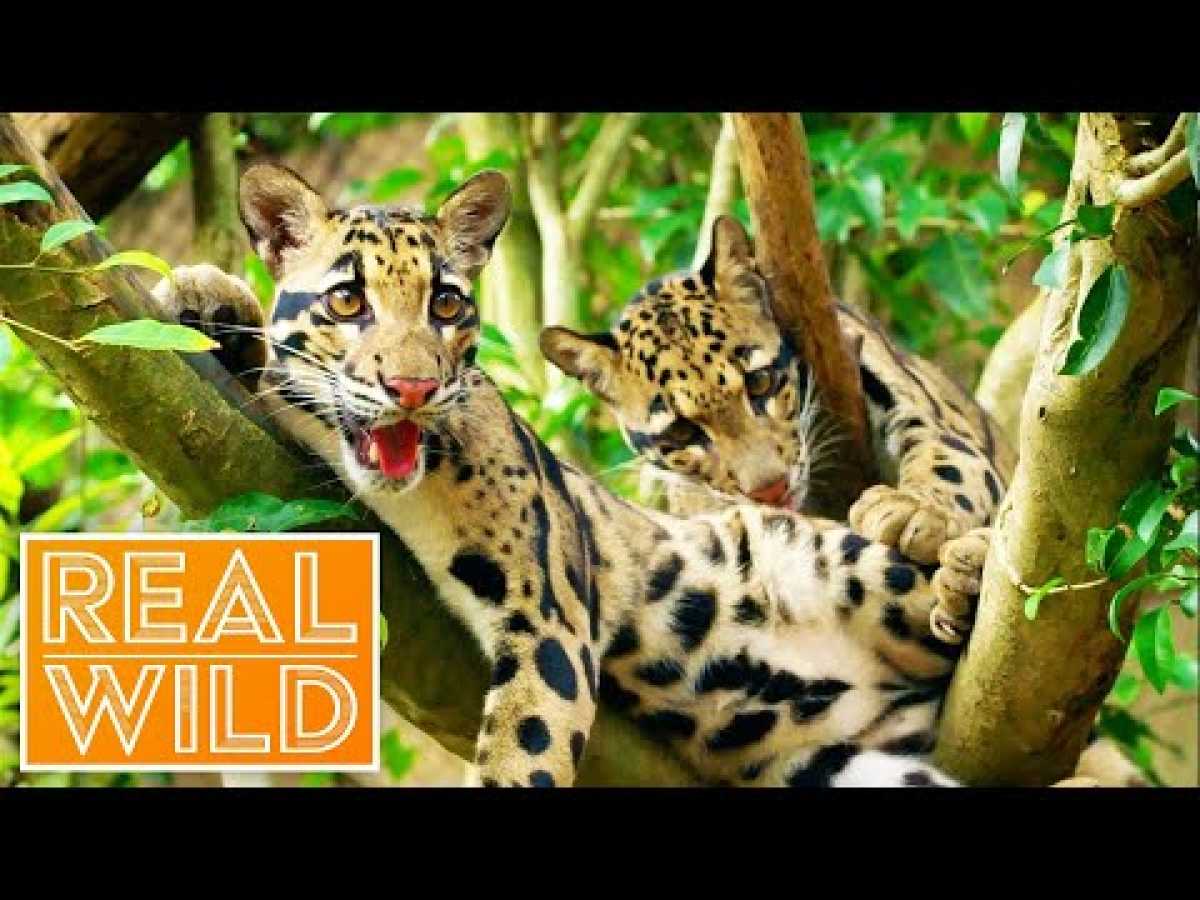 The Strongest Team Spirit In The Animal Kingdom! | Extraordinary Animals | Real Wild Documentary