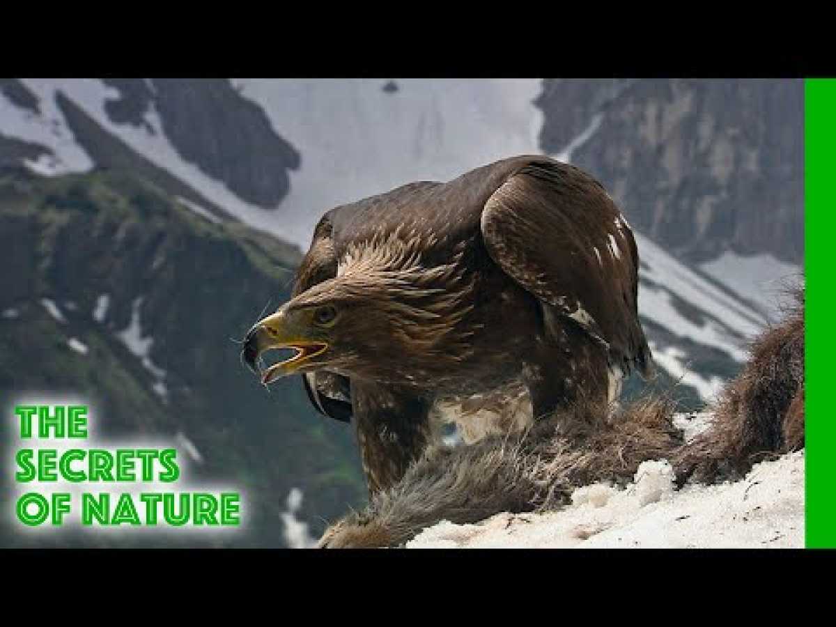 Magic of the Mountains - The Secrets of Nature