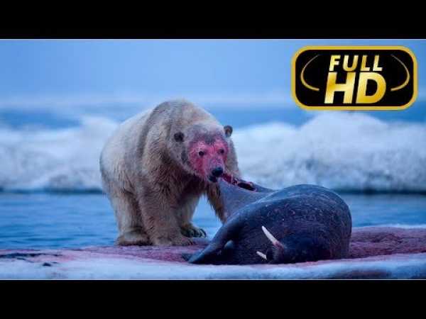 SUPER KILLER. POLAR BEAR / FULL HD - Documentary Films on Amazing Animals TV