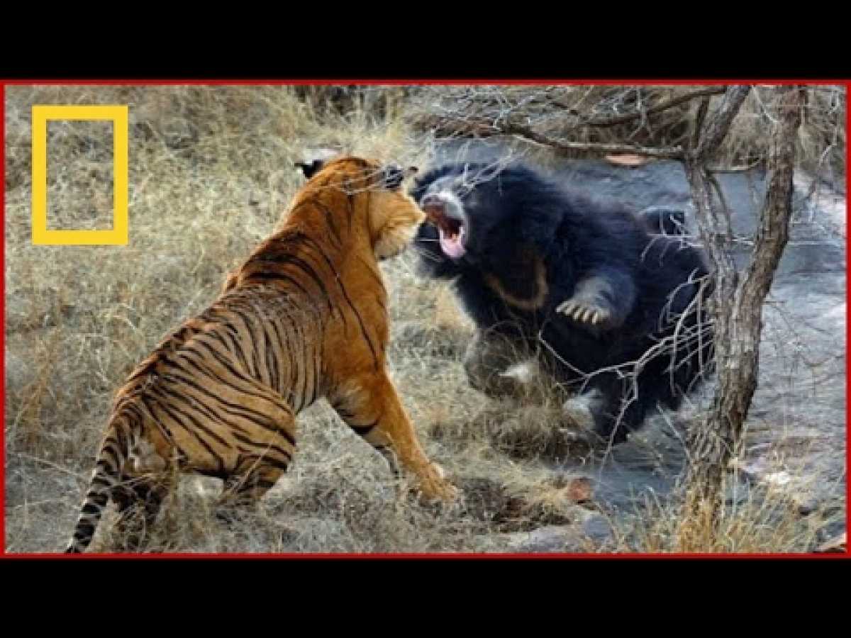 The Most Extreme Predators Animals National Geographic Wild