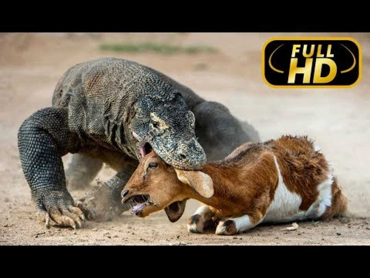 The Largest Lizard. Giants the World of Animals / FULL HD - Documentary on Amazing Animals TV