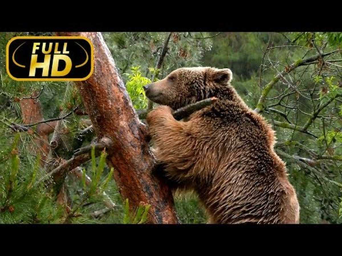 Wild Lands of Europe. Europe&#039;s Green Heart / FULL HD - Documentary on Amazing Animals TV