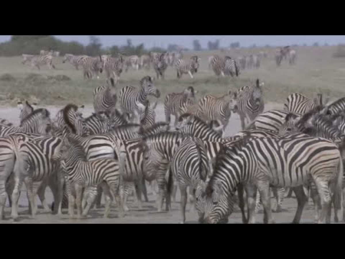 The Exodus Of Zebra - Discovery/Wildlife/Nature Documentary