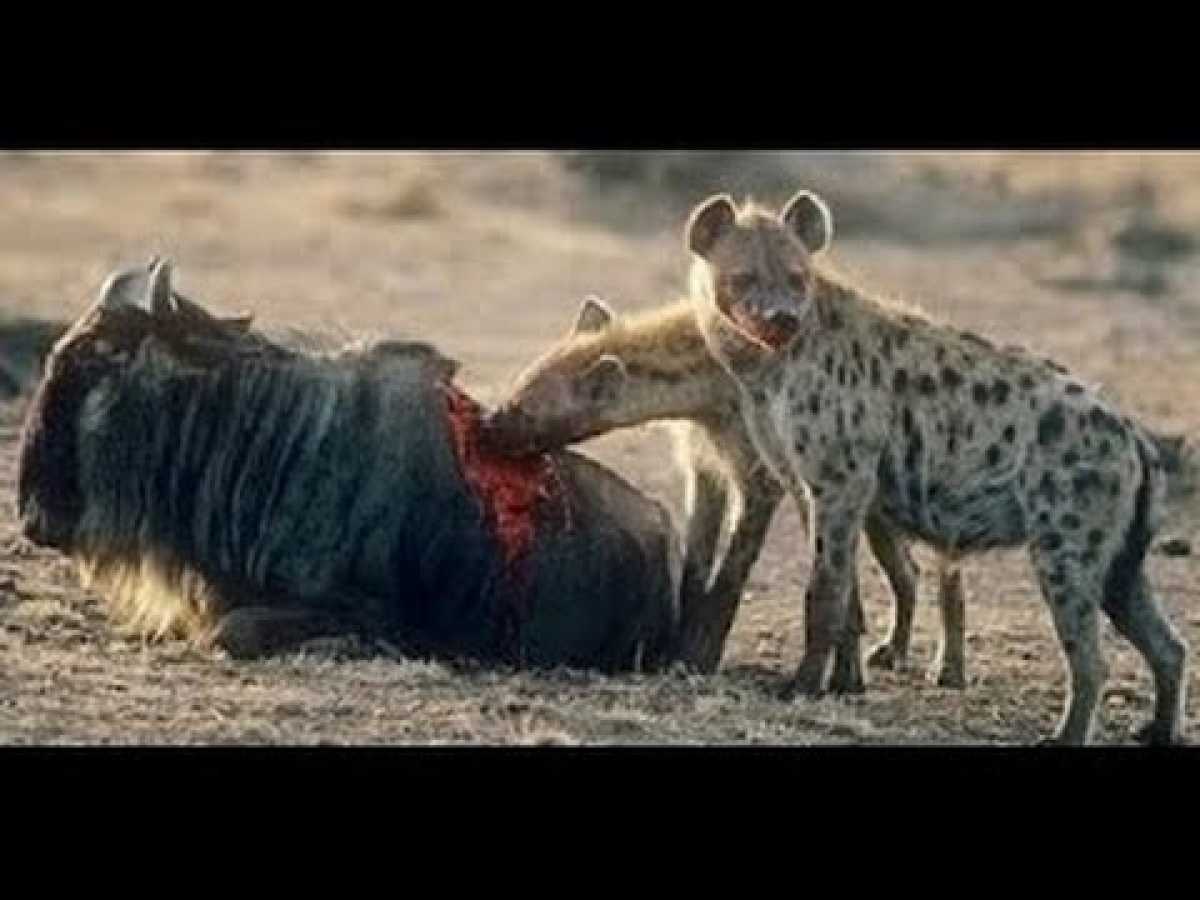 Nature documentary 2016 hyena hunting buffalo documentaries animal planet HD wild animals