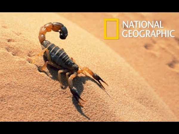 Wild Arabia - Hidden Deep in the Desert | Wonders of the Wildlife (Nat Geo Wild)