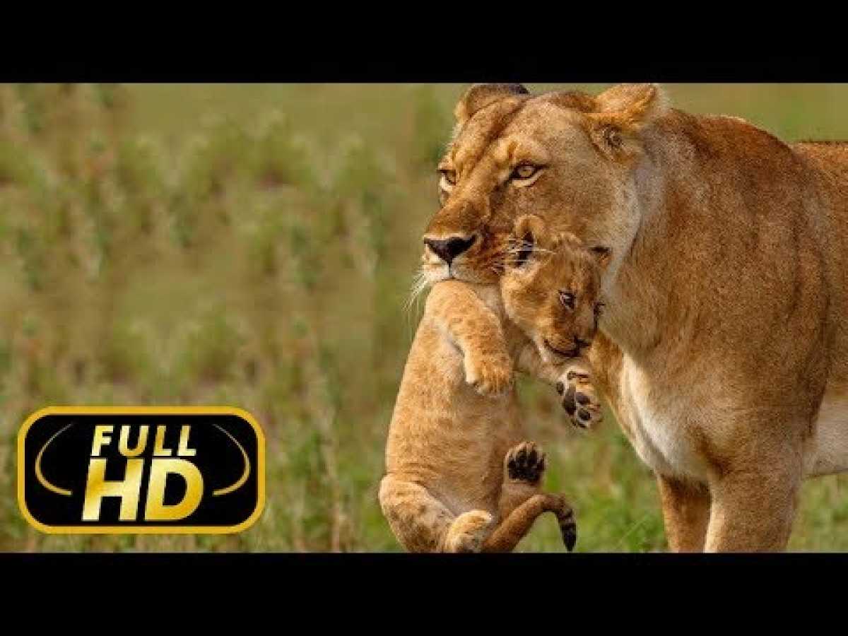 LION KINGDOM. Pride And Punishment / FULL HD - Documentary Films on Amazing Animals TV