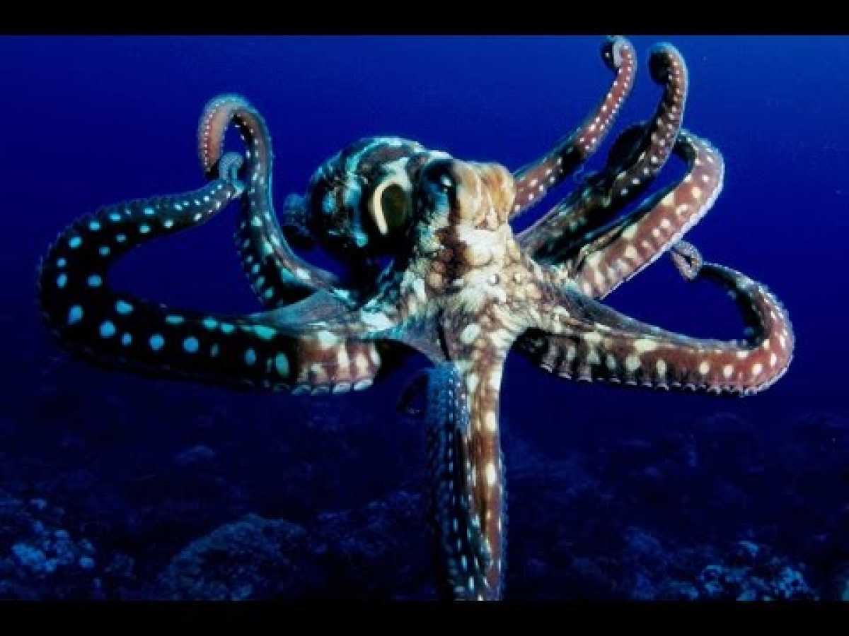 The Most Intelligent Animal on Earth? | Unedited Movie - Aliens of the Deep Sea | Nature Documentary