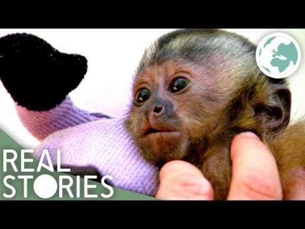 My Child Is A Monkey (Extraordinary Family Documentary) | Real Stories