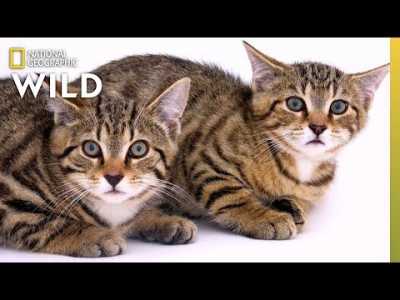 Rescued Scottish Wildcat Kittens Among Last of Their Kind | Nat Geo Wild