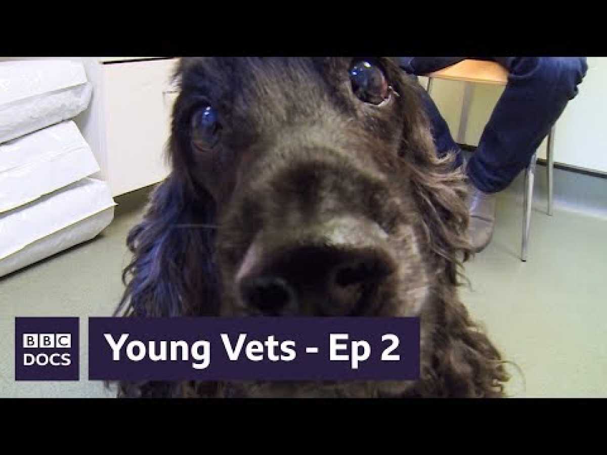 Full Episode 2 | Young Vets | BBC Documentary