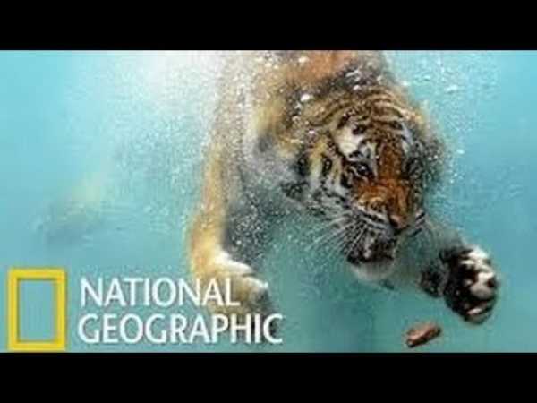 Natural World || Secret Life of Predators - Full Documentaries - Discovery Channel
