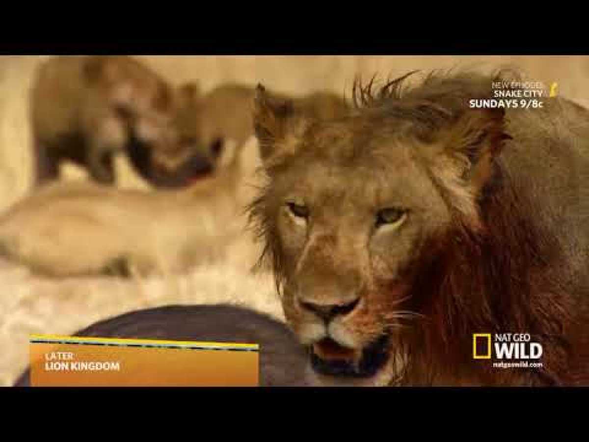 Lion Kingdom S01E01- Pride and Punishment.