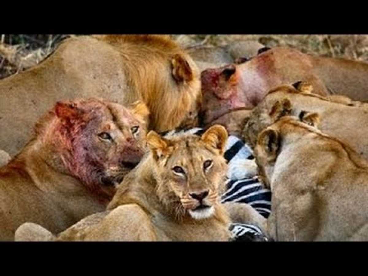 Documentary Best New Series Lion Wars Documentary â Documentary National Geographic