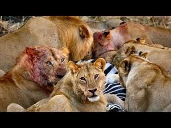 Documentary Best New Series Lion Wars Documentary â Documentary National Geographic