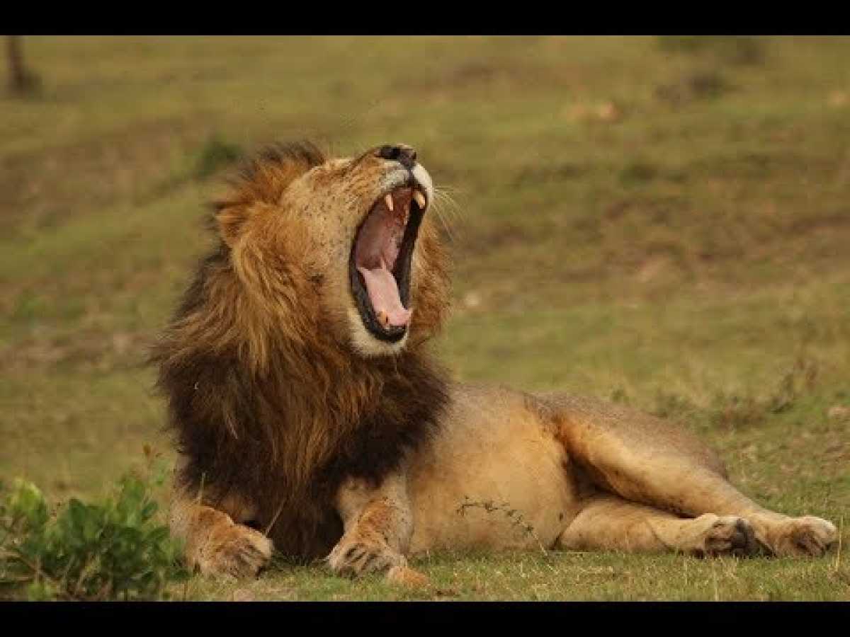 Лев ест живем. Африканский Лев. Жизнь Льва. Лев National Geographic.