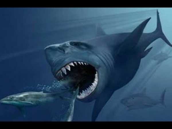 Black Demon Of The Sea | BLACK SHARK - Documentary Movies