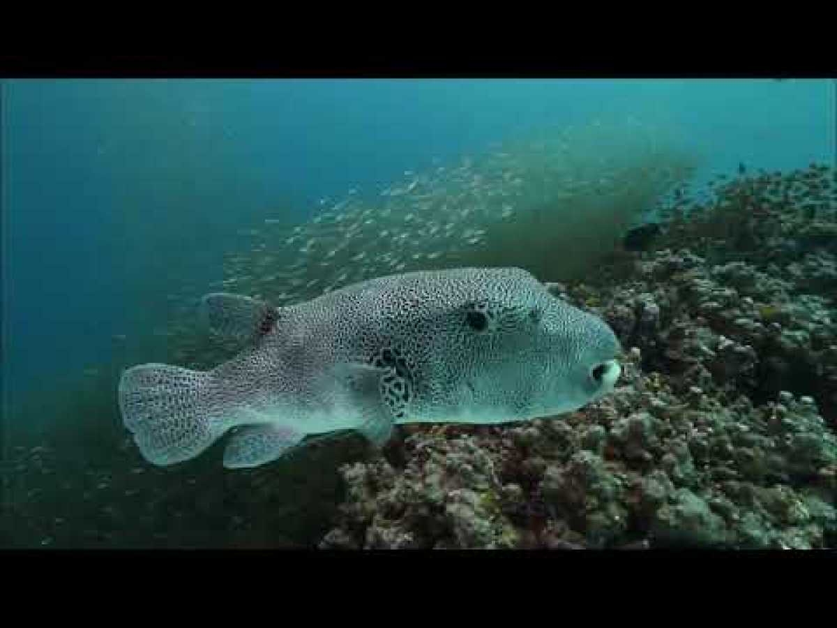 Best Ocean Life 2018: Amazing Underwater Marine Life Documentary 2018
