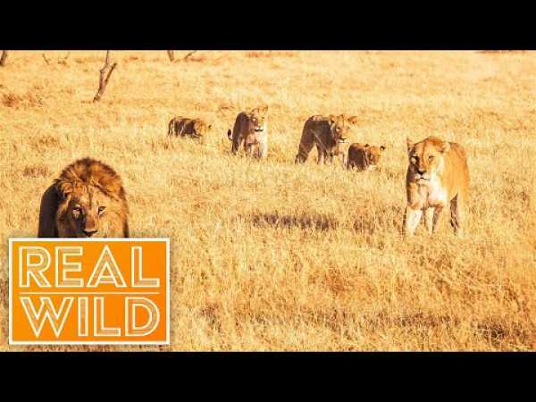 Austin Stevens Adventures - Killer Lion Stakeout [Documentary Series] | Real Wild