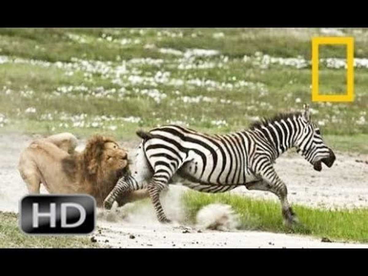 Discovery channel animals documentaries - Zebra documentary - Nature documentary 2016 Animal planet