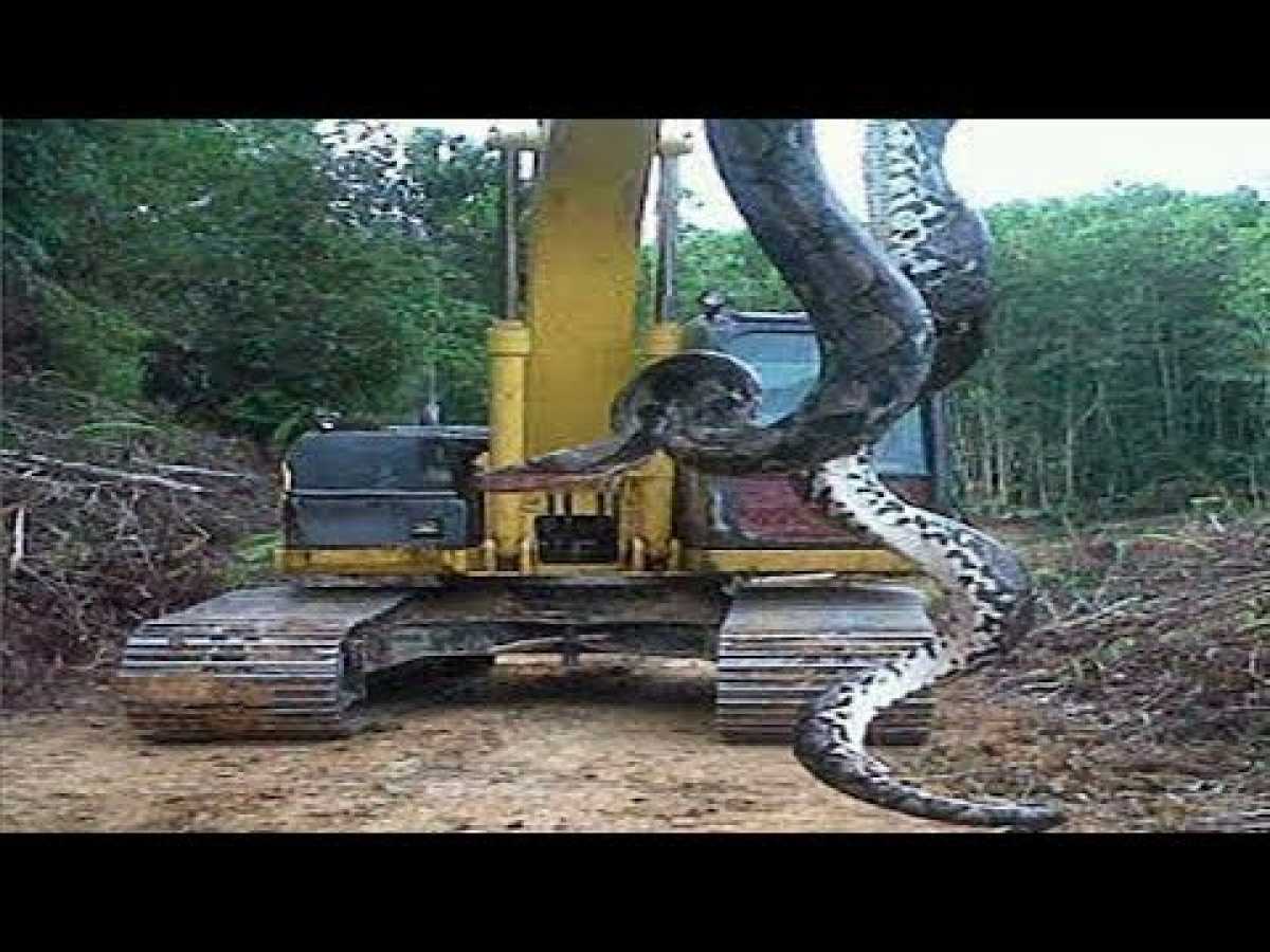 Giant Python Invader - Amazing Austin Steven&#039;s Snakes Documentary