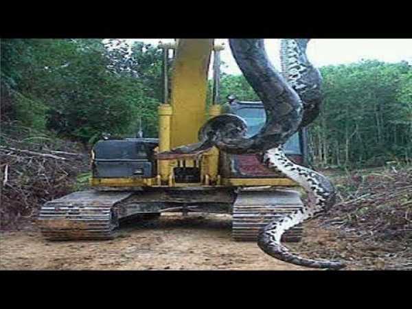 Giant Python Invader - Amazing Austin Steven's Snakes Documentary