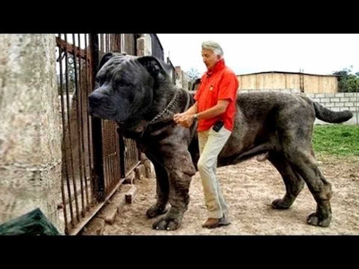 Those WONDERFUL Dogs! - [National Geographic] Documentary