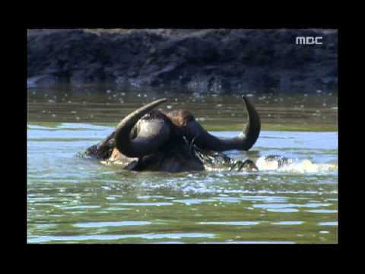 Gnus in the Grumeti River- Wildlife in Serengeti EP02, #03, ê·¸ë£¨ë©í°ê° ëì°ë¼