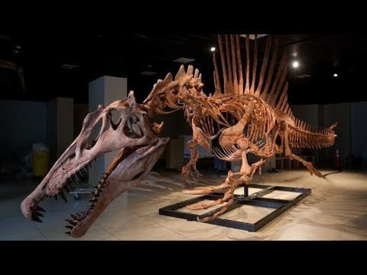 PBS NOVA Dinosaur Documentary - The Lost Killer - Bigger Than T.rex ~ Weekend Special