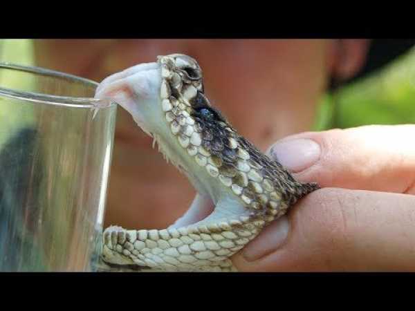 The Last Serpent - Must Watch Snakes Documentary