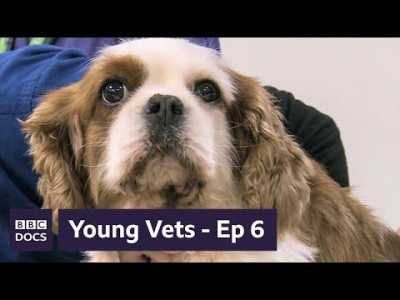 Full Episode 6 | Young Vets | BBC Documentary