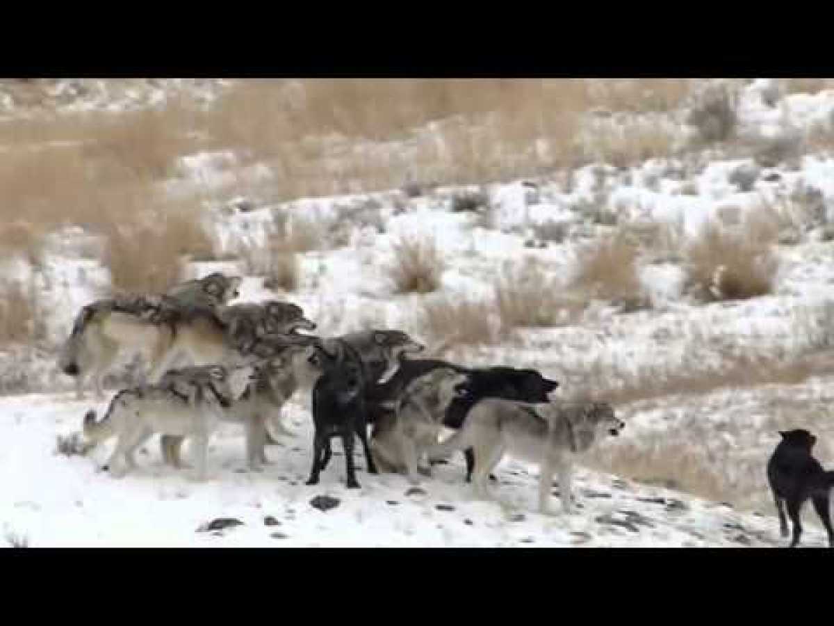Valley of the Wolves Wild Nature Documentary HD 2015 Wolf Documentary