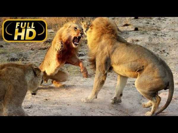 LION KINGDOM. Blood Rivals / FULL HD - Documentary Films on Amazing Animals TV