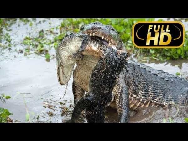 Amazonia's Giant Jaws / FULL HD - Documentary Films on Amazing Animals TV