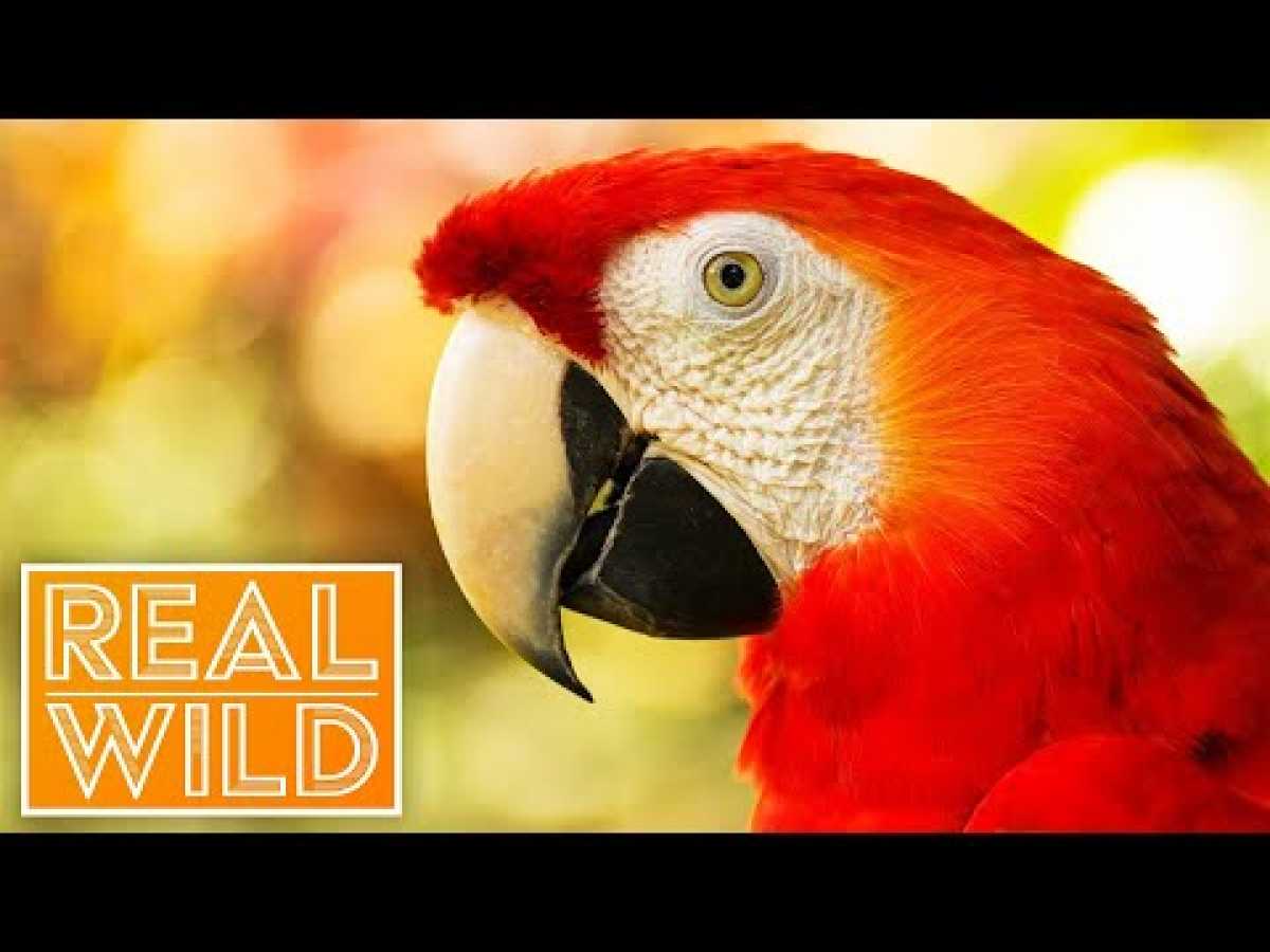 Survival One Hours | Full Wildlife Documentaries Live Marathon | Real Wild