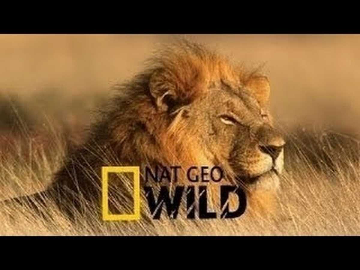 National Geographic Channel 2015 HD Lion Documentary Botswana Lion Bruderschaft Documentar
