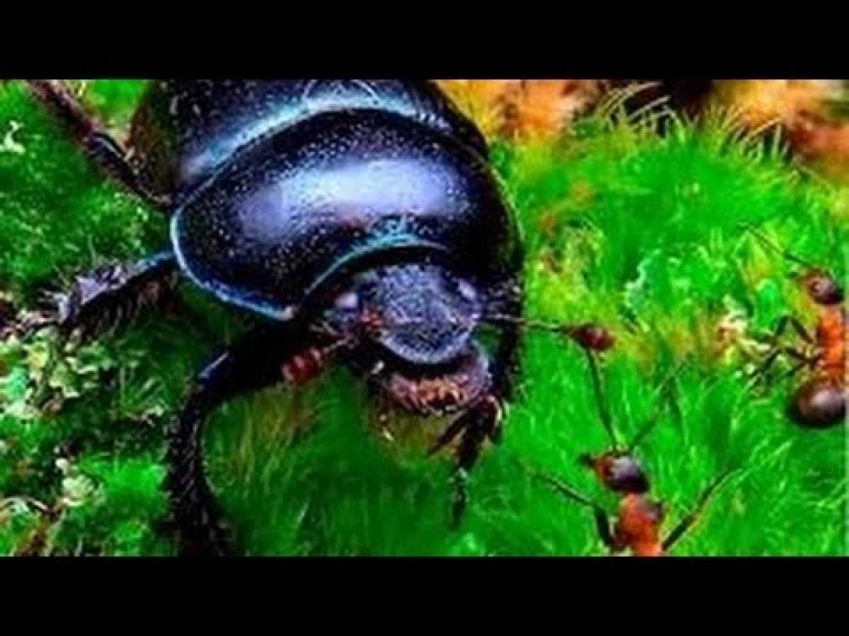 Nature documentary 2016 War of Insects documentaries animal planet HD wild animals