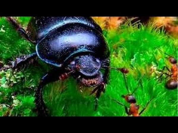 Nature documentary 2016 War of Insects documentaries animal planet HD wild animals