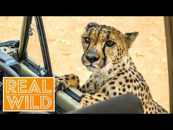 Caught In Act [Wild Animal Documentary] | Real Wild