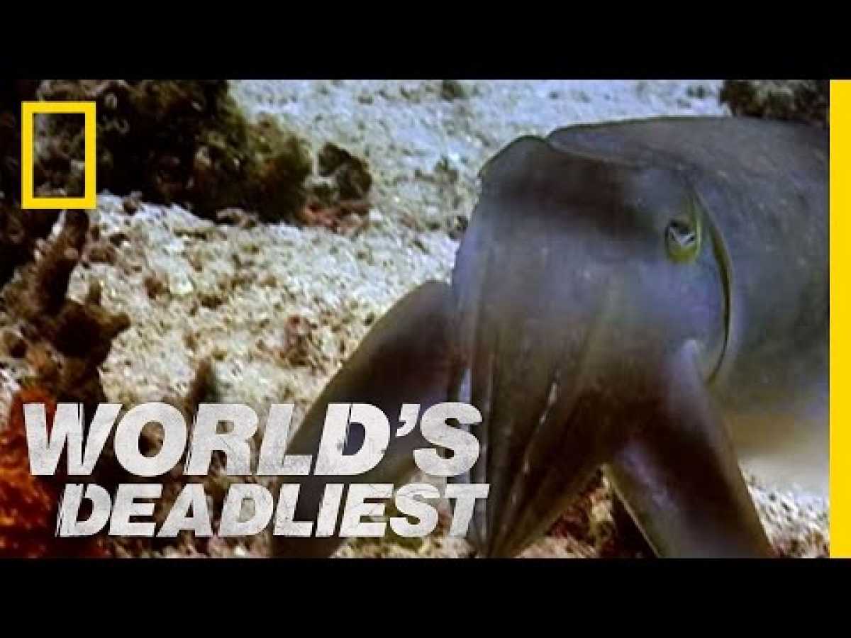 &quot;Sudden Death&quot; Cuttlefish | World&#039;s Deadliest