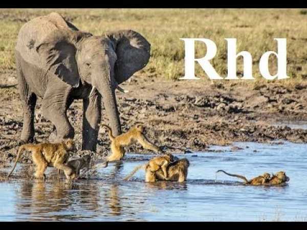 Baboons and Elephants of Chobe River,Nature 2018 full HD Documentary.