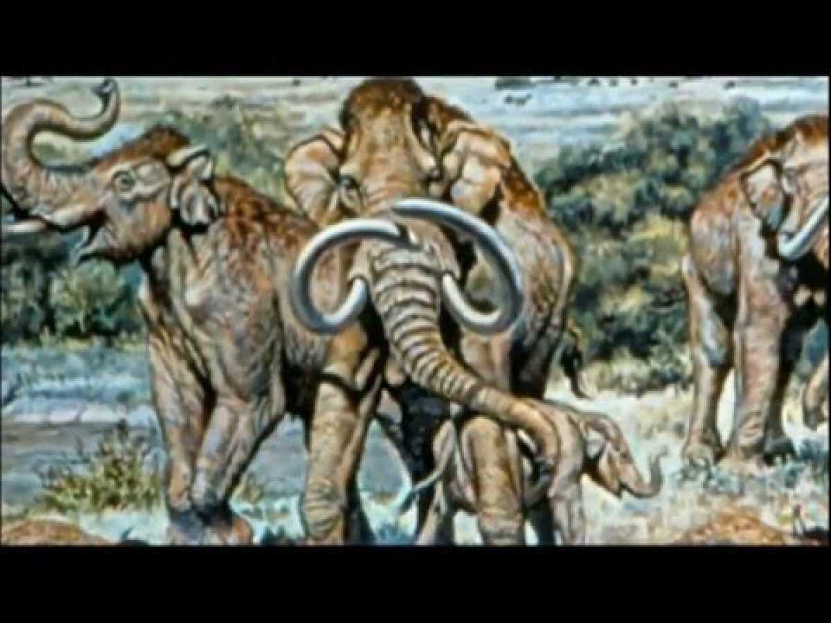 THE EVOLUTION OF SIZE - NOVA DOCUMENTARY - History Discovery Life (full length documentary)