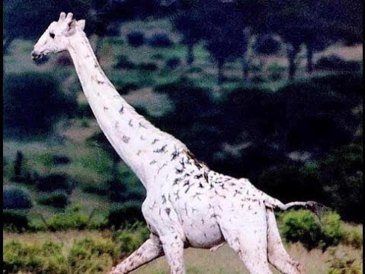 White Giraffes: Nature Documentary