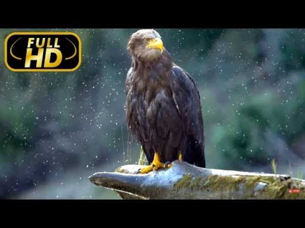 Danube: Europe`s Amazon. From The Black Forest To The Black Sea / FULL HD - Doc. Amazing Animals TV