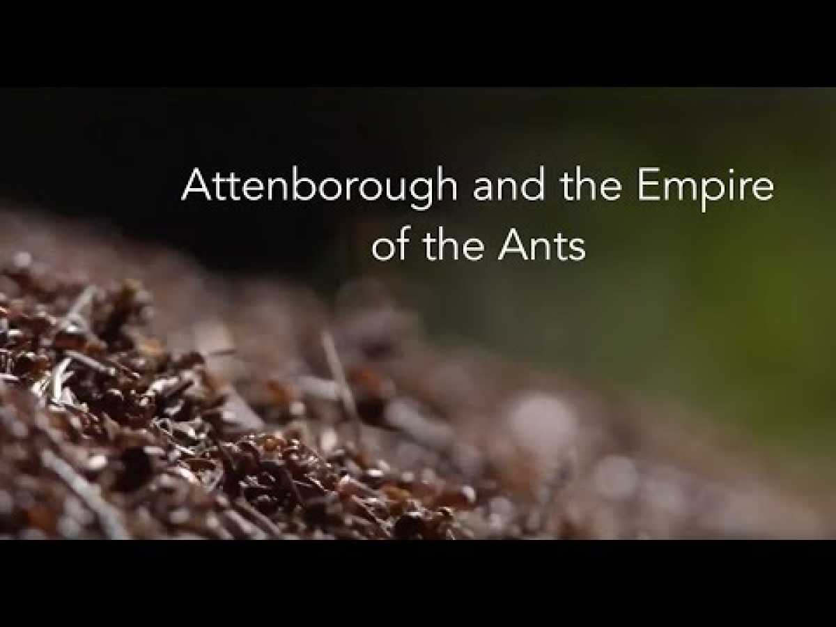 Attenboroughs and the Empire of the Ants 2018| Ant Documentary| BBC