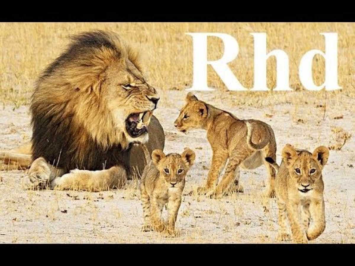 The Lion&#039;spride Share ,(part 2)Nature 2018 HdDocumentary (part 2)