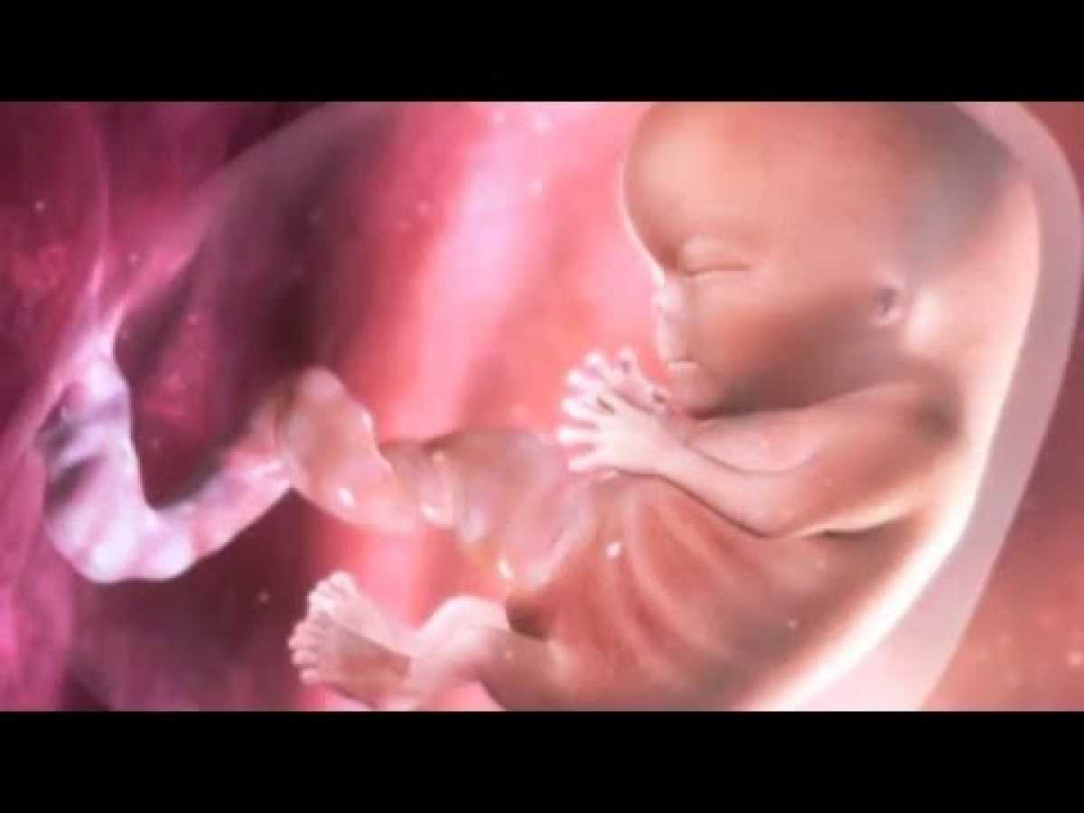 The Ultimate Guide To PREGNANCY - Discovery Channel Documentary