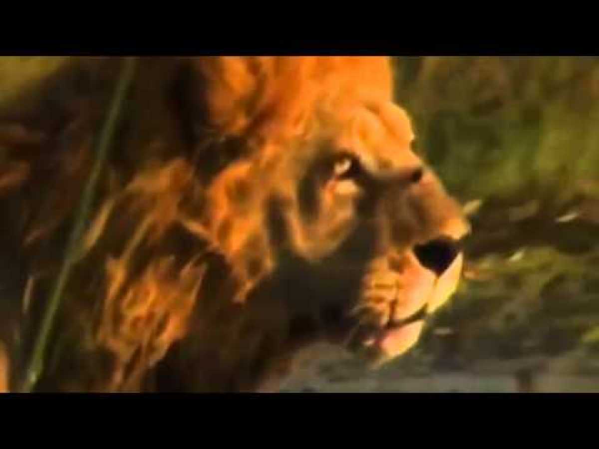 Lions Documentary- Lions vs Buffalo -Wildlife Animals Attack - Nationalgeographic Channel